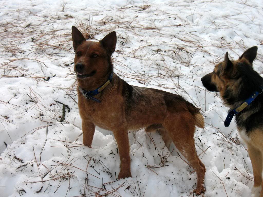 here is my queensland jake. hes lasted the longest for me and finds here is my queensland jake. hes lasted the longest for me and finds