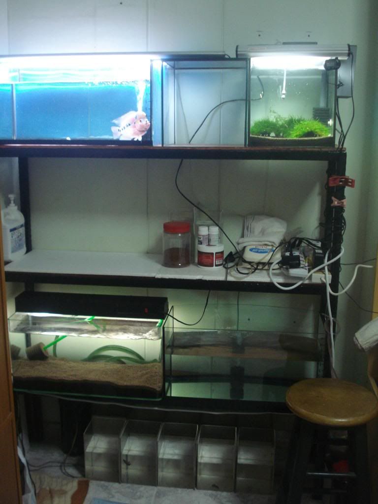 do you set up fish tank in your bedroom?? Page 4 Arofanatics Fish