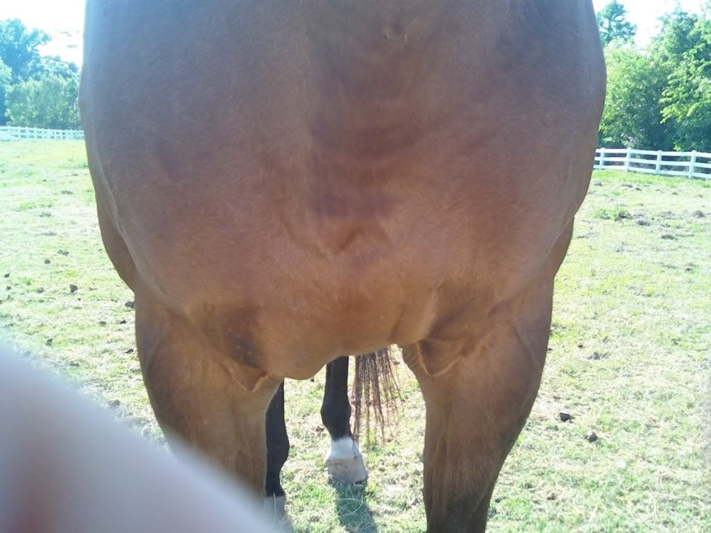 Swelling in chest and girth maybe allergic reaction to Krudbuster