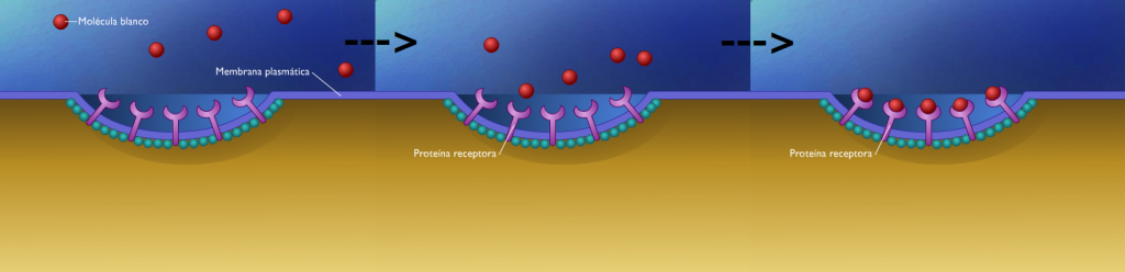 exocitosis exocitosis