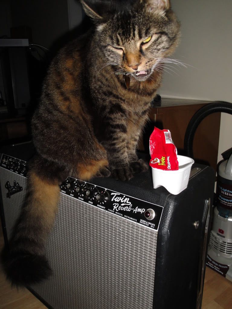 cat pringles