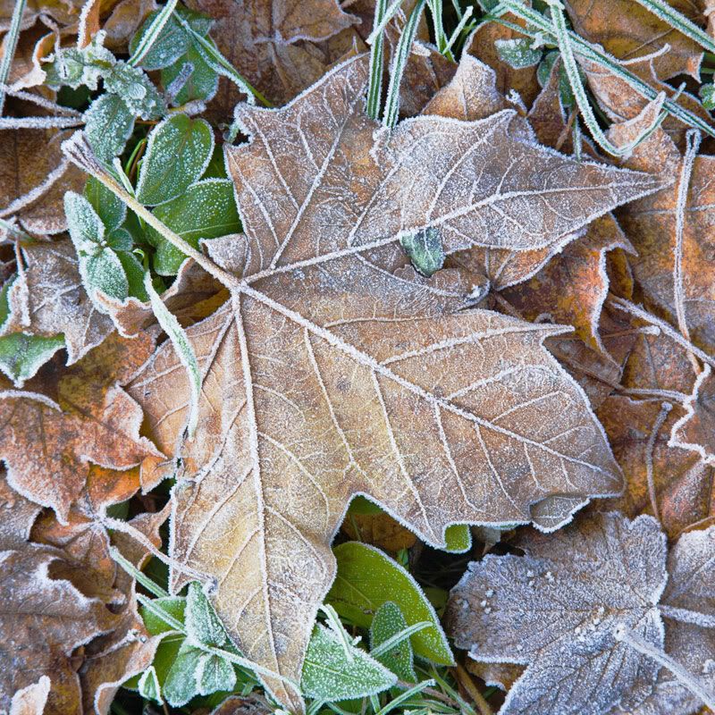 Advection Frost