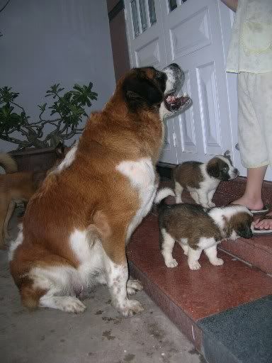 Hình đã gửi