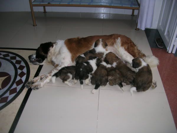 Hình đã gửi