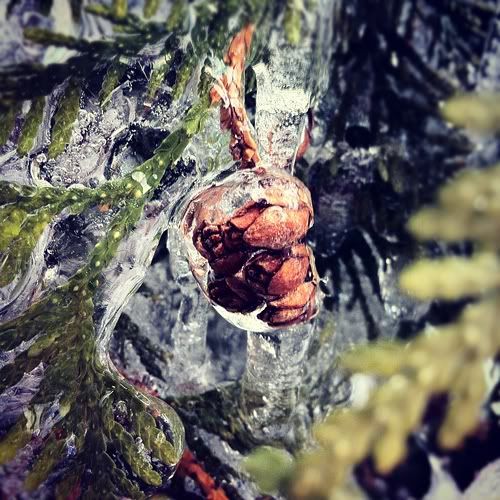 Размещенное изображение