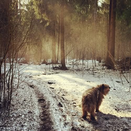 Размещенное изображение