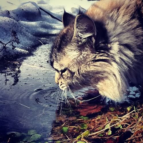 Размещенное изображение