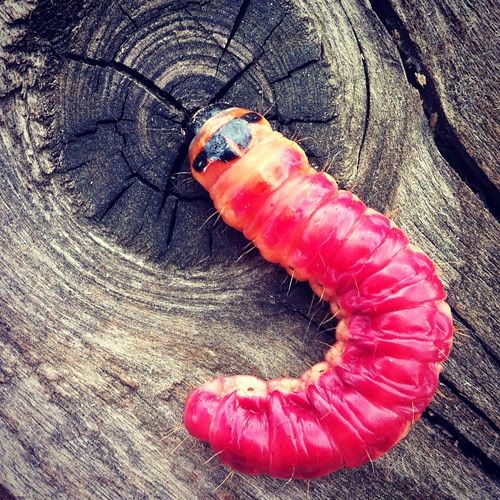 Размещенное изображение