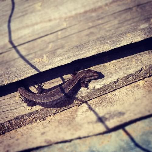 Размещенное изображение