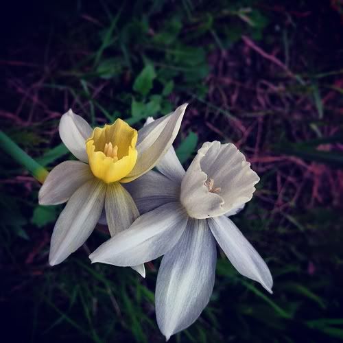 Размещенное изображение