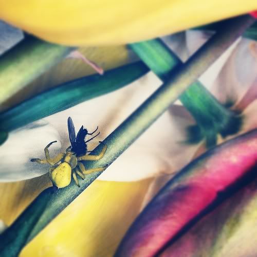 Размещенное изображение