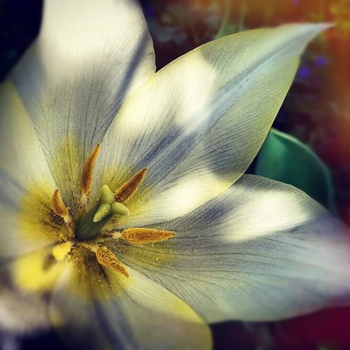 Размещенное изображение