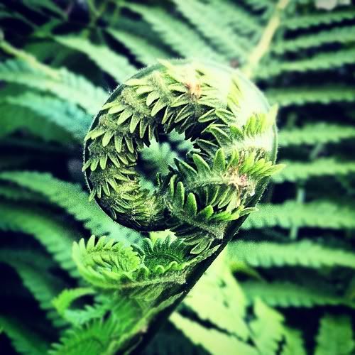 Размещенное изображение