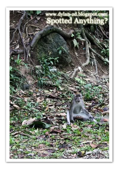 my selangor story bloggers tour 2010 monkey