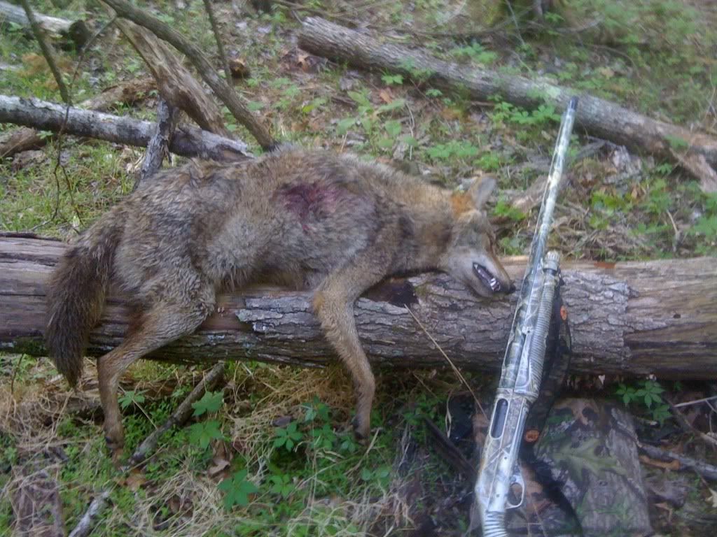 Coyote Mississippi Hunting and Fishing Forums