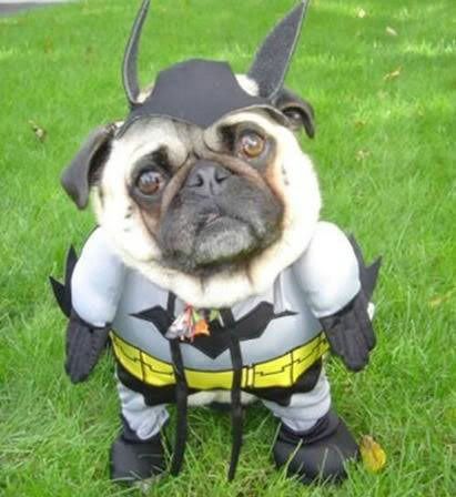 Batdog.jpg