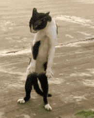 funny cat photo: I Could Have Danced All Night Could-Have-Danced-All-Night.gif