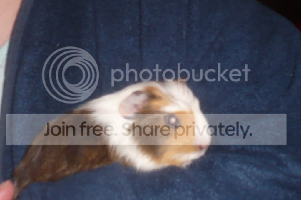 fosters011-1.jpg