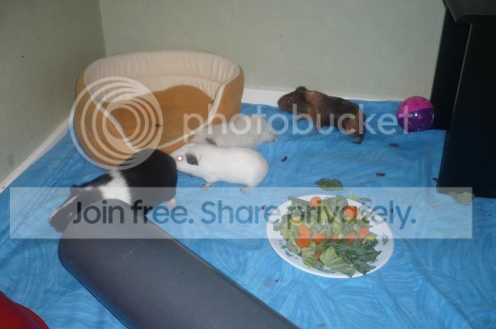fosters018.jpg