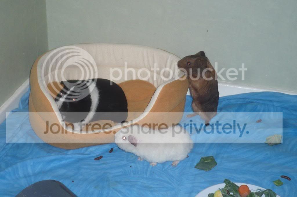 fosters022.jpg